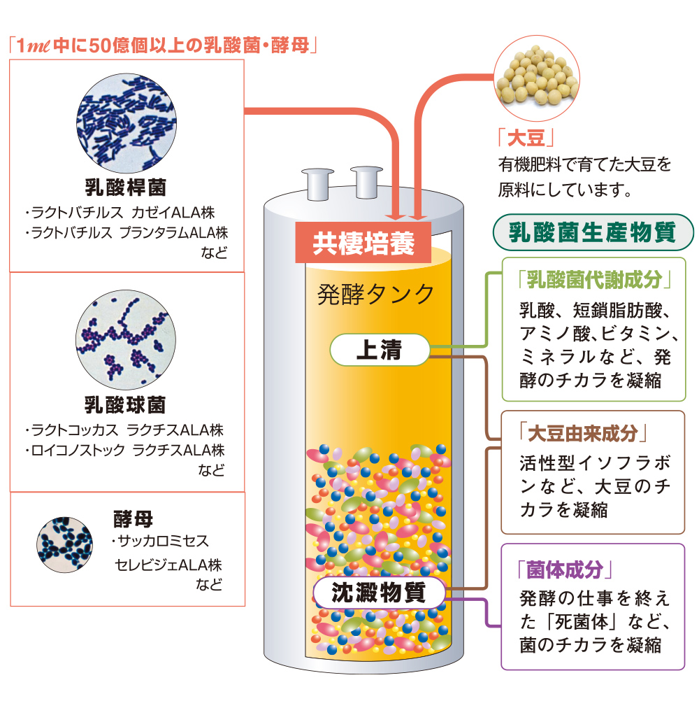 乳酸菌生産物質エンタメ/ホビー